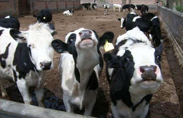 奶牛养殖场建设方法