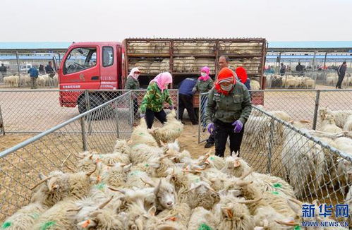 内蒙古鄂尔多斯 远近闻名的活羊交易市场交易忙